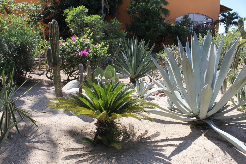 Hotel Posada La Poza Todos Santos Bagian luar foto